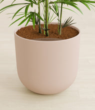 Load image into Gallery viewer, Sandy Pink stand:all