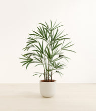 Load image into Gallery viewer, Natural Bamboo*****Profile