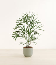 Load image into Gallery viewer, Sage Green*****Profile