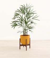 Load image into Gallery viewer, Sunset Orange stand:walnut