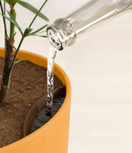 Load image into Gallery viewer, Sunset Orange stand:all