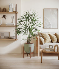 Load image into Gallery viewer, Sage Green stand:walnut