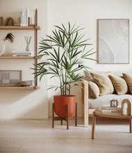 Load image into Gallery viewer, Earth Red stand:walnut