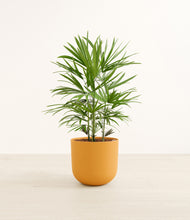 Load image into Gallery viewer, Sunset Orange