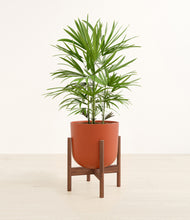 Load image into Gallery viewer, Earth Red stand:walnut