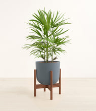 Load image into Gallery viewer, Iron Gray stand:walnut