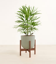 Load image into Gallery viewer, Sage Green stand:walnut