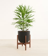 Load image into Gallery viewer, Stone Black stand:walnut