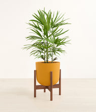 Load image into Gallery viewer, Sunset Orange stand:walnut