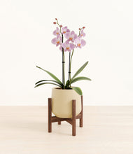 Load image into Gallery viewer, -