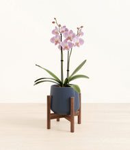 Load image into Gallery viewer, -