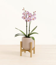 Load image into Gallery viewer, -