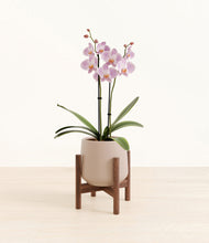 Load image into Gallery viewer, -