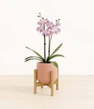 Load image into Gallery viewer, -