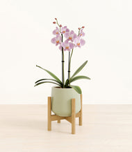 Load image into Gallery viewer, -