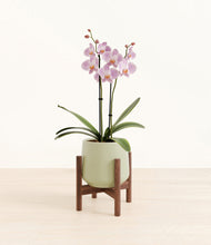 Load image into Gallery viewer, -