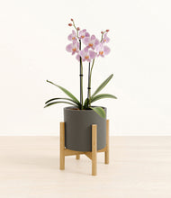 Load image into Gallery viewer, -