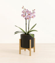 Load image into Gallery viewer, -