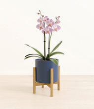 Load image into Gallery viewer, -