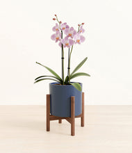 Load image into Gallery viewer, -