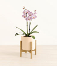 Load image into Gallery viewer, -