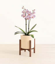 Load image into Gallery viewer, -