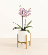 Load image into Gallery viewer, -