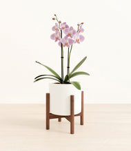 Load image into Gallery viewer, -