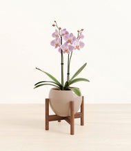 Load image into Gallery viewer, -