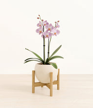 Load image into Gallery viewer, -