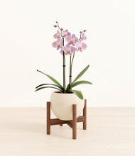 Load image into Gallery viewer, -