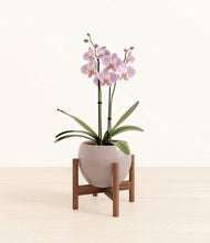 Load image into Gallery viewer, -