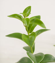 Load image into Gallery viewer, ALL