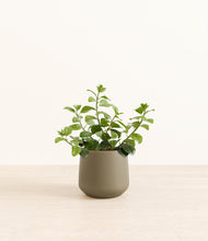 Load image into Gallery viewer, Olive*****Profile