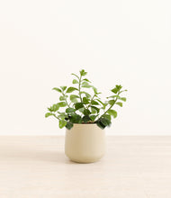 Load image into Gallery viewer, Almond Green*****Profile