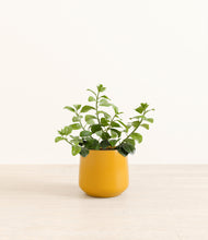 Load image into Gallery viewer, Mustard*****Profile