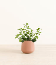 Load image into Gallery viewer, Calm Rose*****Profile