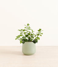 Load image into Gallery viewer, Turquoise*****Profile