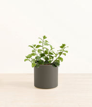 Load image into Gallery viewer, Dark Olive*****Profile