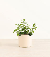 Load image into Gallery viewer, Cream*****Profile