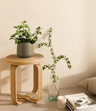 Load image into Gallery viewer, Olive