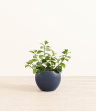 Load image into Gallery viewer, Deep Navy*****Profile