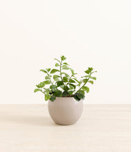 Load image into Gallery viewer, Desert Brown*****Profile