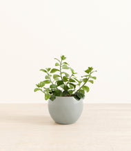 Load image into Gallery viewer, Deep Ocean*****Profile