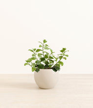 Load image into Gallery viewer, Shiny EggWhite*****Profile