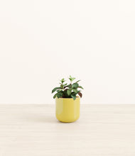 Load image into Gallery viewer, Mustard*****Profile