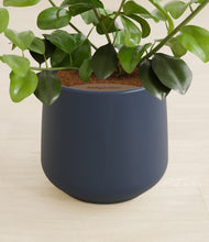 Load image into Gallery viewer, Deep Navy stand:all