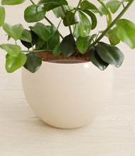 Load image into Gallery viewer, Shiny EggWhite stand:all