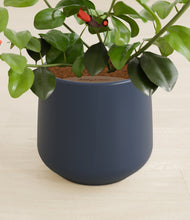 Load image into Gallery viewer, Deep Navy stand:all