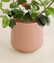 Load image into Gallery viewer, Calm Rose stand:all